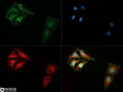 Immunocytochemistry/Immunofluorescence: 14-3-3 gamma Antibody (KC21) - Azide and BSA Free [NBP2-81016] - 14-3-3 gamma [ac Val2] antibody was tested in SH-SY5Y cells with DyLight 488 (green). Nuclei and alpha-tubulin were counterstained with DAPI (blue) and DyLight 550 (red). Image from the standard format of this antibody.