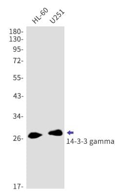 Western Blot: 14-3-3 gamma Antibody (S01-4C7) [NBP3-20083] - Western blot detection of 14-3-3 gamma in HL-60, U251 cell lysates using NBP3-20083 (1:1000 diluted). Predicted band size: 28kDa. Observed band size: 28kDa.