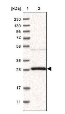 Western Blot: 14-3-3 gamma Antibody [NBP2-54679] - Lane 1: Marker [kDa] 230, 130, 95, 72, 56, 36, 28, 17, 11Lane 2: Human cell line RT-4