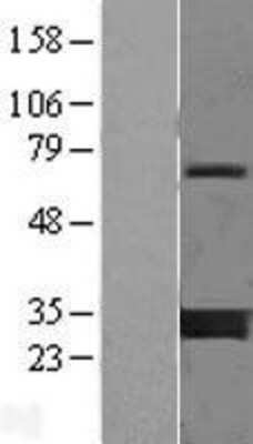 Western Blot 14-3-3 gamma Overexpression Lysate