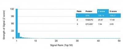 Protein Array: 14-3-3 sigma/Stratifin Antibody (CPTC-SFN-2) [NBP3-07326] - Analysis of Protein Array containing more than 19,000 full-length human proteins using 14-3-3 sigma/Stratifin Mouse Monoclonal Antibody (CPTC-SFN-2).