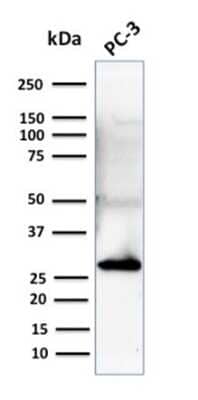 Western Blot: 14-3-3 sigma/Stratifin Antibody (CPTC-SFN-2) [NBP3-08214] - Western Blot Analysis of Human PC-3 cell lysate using 14-3-3 sigma/Stratifin Mouse Monoclonal Antibody (CPTC-SFN-2).