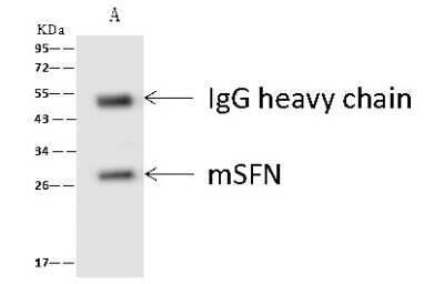 Immunoprecipitation: 14-3-3 sigma/Stratifin Antibody [NBP2-98309] - Mouse 14-3-3 sigma/Stratifin was immunoprecipitated using: Lane A: 0.5 mg NIH3T3 Whole Cell Lysate. 4 ul anti-Mouse 14-3-3 sigma/Stratifin rabbit polyclonal antibody and 60 ug of Immunomagnetic beads. Protein A/G. Primary antibody: Anti-Mouse 14-3-3 sigma/Stratifin rabbit polyclonal antibody, at 1:100 dilution. Secondary antibody: Goat Anti-Rabbit IgG (H+L)/HRP at 1/10000 dilution. Developed using the ECL technique. Performed under reducing conditions. Predicted band size: 30 kDa. Observed band size: 30 kDa