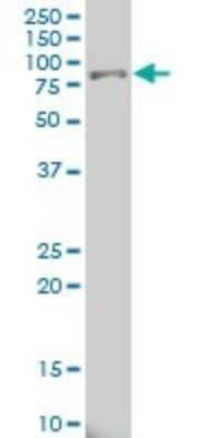 Western Blot: 15-Lipoxygenase 1 Antibody (3D8) [H00000246-M04] - Analysis of ALOX15 expression in Hela S3 NE (Cat # L013V3).