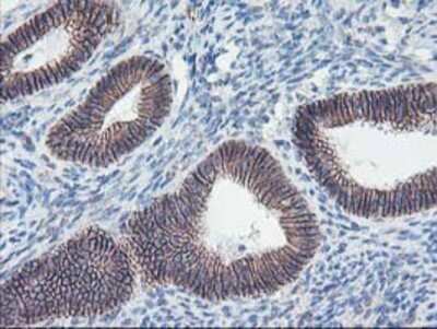 Immunohistochemistry: 15-Lipoxygenase 1 Antibody (OTI3G8) - Azide and BSA Free [NBP2-70169] - Staining of paraffin-embedded Human endometrium tissue using anti-15 Lipoxygenase 1 mouse monoclonal antibody.