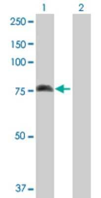 Western Blot: 15-Lipoxygenase 1 Antibody [H00000246-D01P] - Analysis of ALOX15 expression in transfected 293T cell line by ALOX15 polyclonal antibody.Lane 1: ALOX15 transfected lysate(74.80 KDa).Lane 2: Non-transfected lysate.