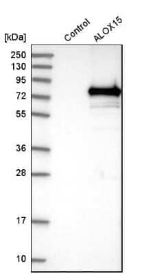 Western Blot: 15-Lipoxygenase 1 Antibody [NBP1-90336] - Analysis in control (vector only transfected HEK293T lysate) and ALOX15 over-expression lysate (Co-expressed with a C-terminal myc-DDK tag (3.1 kDa) in mammalian HEK293T cells).