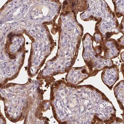 Immunohistochemistry-Paraffin: 17 beta-HSD1/HSD17B1 Antibody [NBP2-39053] - Staining of human placenta shows high expression.