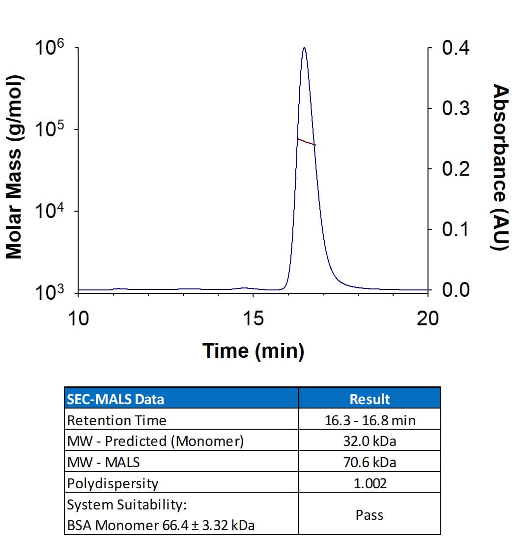 Recombinant Human BCMA/TNFRSF17 Fc Chimera (Catalog # 193-BC) has a molecular weight (MW) of 70.6 kDa as analyzed by SEC-MALS, suggesting that this protein is a homodimer.  MW may differ from predicted MW due to post-translational modifications (PTMs) present (i.e. Glycosylation).