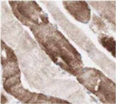 Immunohistochemistry: GPR172B Antibody [19540002] - IHC using anti GPR172B SEQer antibody