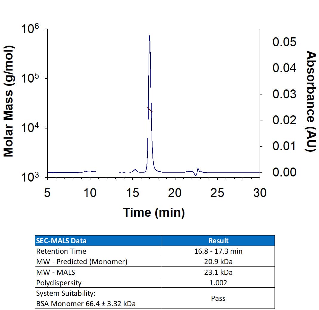 Recombinant Human IL-6 (Catalog # 206-IL) has a molecular weight (MW) of 23.1 kDa as analyzed by SEC-MALS, suggesting that this protein is a monomer.  MW may differ from predicted MW due to post-translational modifications (PTMs) present (i.e. Glycosylation).