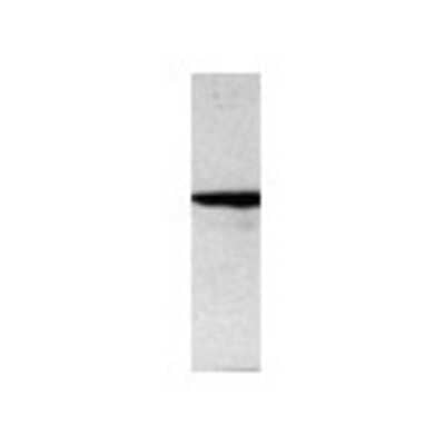 Western Blot: MAML2 Antibody [21360002] - Western Blot was performed using affinity purified SEQer MAML2 antibody, aa(705-804) antibody. The lanes contain 5-30ug of a whole cell extract.  Final concentration of antibodies = 0.1ug/ml (1:10,000 dilution). The blot was probed overnight with the SEQer MAML2 antibody, aa(705-804) antibody.  Blot was then washed according to protocol and probed with goat-anti-Rabbit-HRP conjugate at 1:5000 dilution, washed and developed using chemiluminescence (film exposure 5-30sec).  The protein was detected as represented by the band shown.