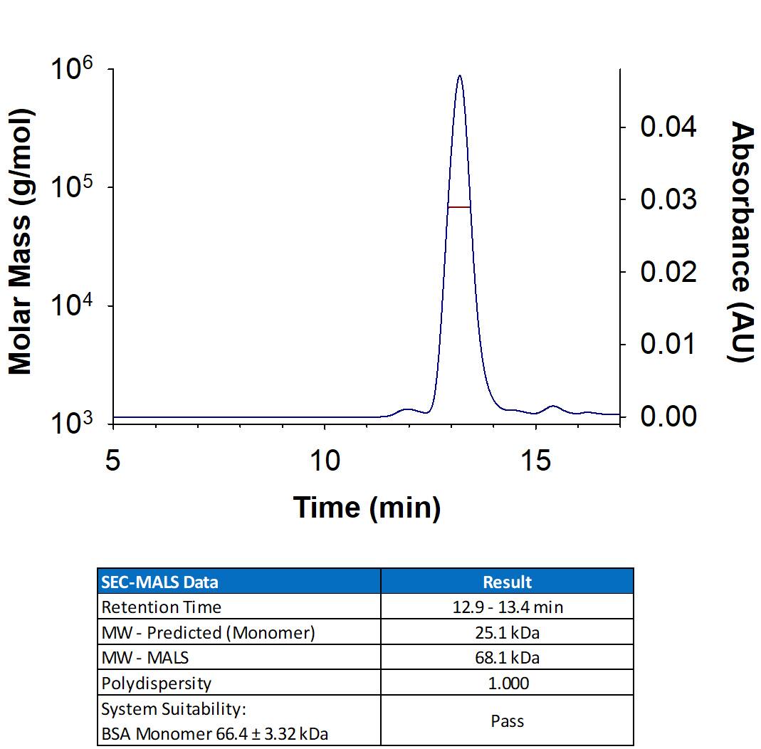 Recombinant Human M‑CSF Protein (Catalog # 216-MCC/CF) has a molecular weight (MW) of 65-72 kDa as analyzed by SEC-MALS, suggesting that this protein is a homodimer. MW may differ from predicted MW due to post-translational modifications (PTMs) present (i.e. Glycosylation).