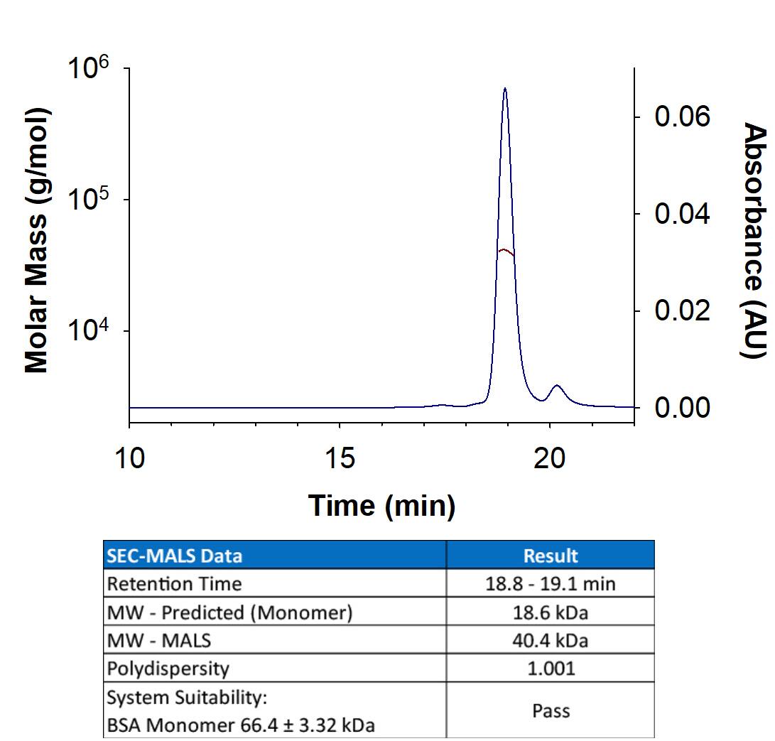 Recombinant human IL-10 (Catalog # 217-IL/CF) has a molecular weight (MW) of 40.4 kDa as analyzed by SEC-MALS, suggesting that this protein is a homodimer.  MW may differ from predicted MW due to post-translational modifications (PTMs) present (i.e. Glycosylation).