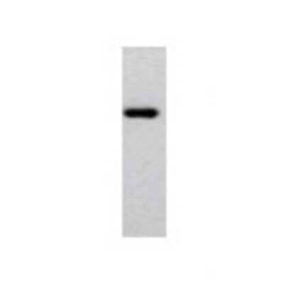 Western Blot: DCLK3 Antibody [21890002] - Western Blot was performed using affinity purified SEQer DCAMKL3 antibody, aa(138-237) antibody. The lanes contain 5-30ug of a whole cell extract.  Final concentration of antibodies = 0.1ug/ml (1:10,000 dilution). The blot was probed overnight with the SEQer DCAMKL3 antibody, aa(138-237) antibody.  Blot was then washed according to protocol and probed with goat-anti-Rabbit-HRP conjugate at 1:5000 dilution, washed and developed using chemiluminescence (film exposure 5-30sec).  The protein was detected as represented by the band shown.