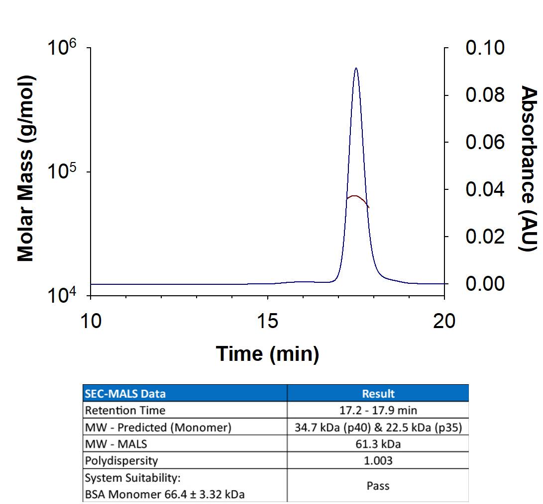Recombinant human IL-12 (Catalog # 219-IL/CF) has a molecular weight (MW) of 61.3 kDa as analyzed by SEC-MALS, suggesting that this protein is a heterodimer.  MW may differ from predicted MW due to post-translational modifications (PTMs) present (i.e. Glycosylation).