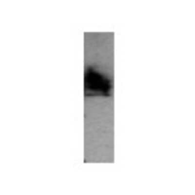Western Blot: DEK Antibody [22480002] - Western Blot was performed using affinity purified SEQer DEK antibody, aa(226-325) antibody. The lanes contain 5-30ug of a whole cell extract.  Final concentration of antibodies = 0.1ug/ml (1:10,000 dilution). The blot was probed overnight with the SEQer DEK antibody, aa(226-325) antibody.  Blot was then washed according to protocol and probed with goat-anti-Rabbit-HRP conjugate at 1:5000 dilution, washed and developed using chemiluminescence (film exposure 5-30sec).  The protein was detected as represented by the band shown.  