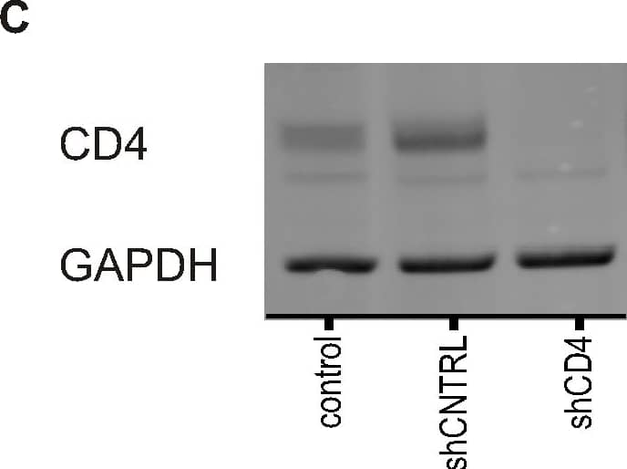 CD4 knock-down in genetically modified stem cell-derived macrophages.  C) Detection of protein expression of CD4. Control&transgenic PSC-macrophages lysates analysed by WB using anti-CD4 antibodies. GAPDH, a loading control, was detected using anti-GAPDH antibody. Representative blot is shown. Image collected & cropped by CiteAb from the following open publication (//pubmed.ncbi.nlm.nih.gov/24465876), licensed under a CC-BY license. Not internally tested by R&D Systems.