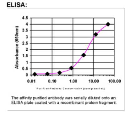 ELISA: Haptoglobin Antibody [23330002] - Affinity Purified