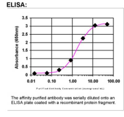 ELISA: Cdc25A Antibody [23460002]