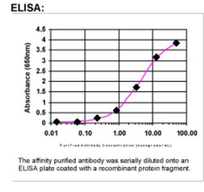 ELISA: BubR1 Antibody [23730002]