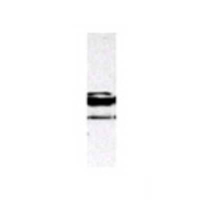 Western Blot: c-Myb Antibody [23950002] - Western Blot was performed using affinity purified SEQer MYB  antibody. The lanes contain 5-30ug of a whole cell extract.  Final concentration of antibodies = 0.1ug/ml (1:10,000 dilution). 