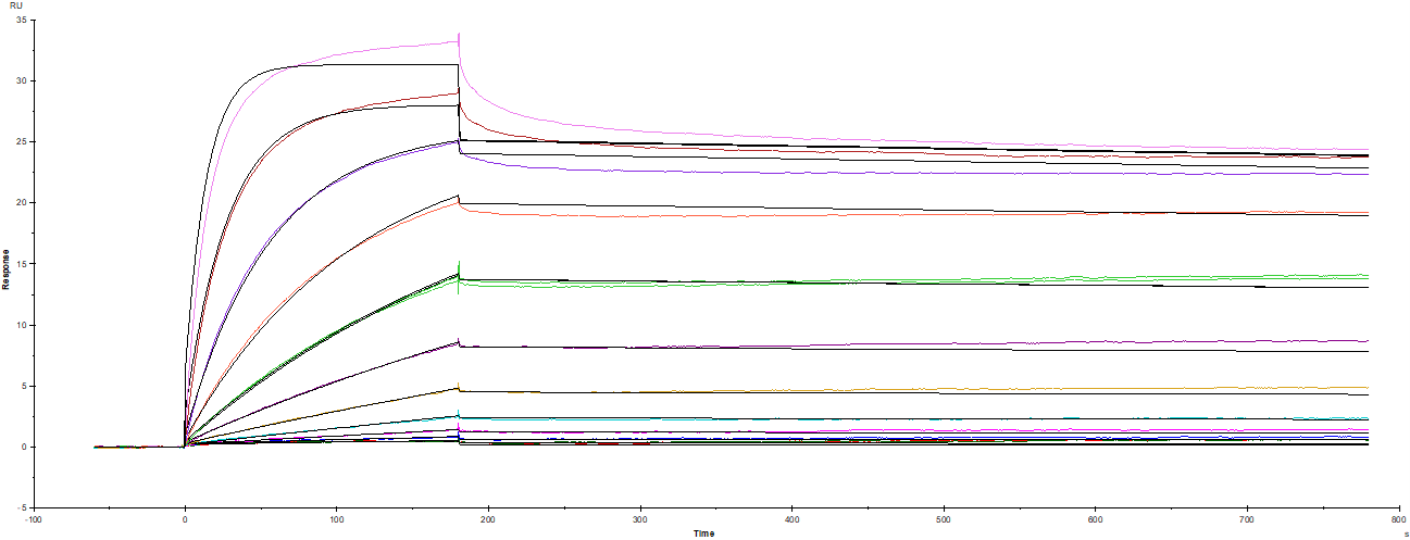 Recombinant Human BMPR-IA/ALK-3 Fc Chimera (Catalog # 2406-BR) was captured on Biacore Sensor Chip CM5 via Recombinant Protein A/G/L (Catalog # NBP2-34985), and binding to Recombinant Human BMP 4 E. coli expressed (Catalog # 314-BPE) was measured at a concentration range between 0.061 nM and 125 nM. The double-referenced sensorgram was fit to a 1:1 binding model to determine the binding kinetics and affinity, with an affinity constant of KD=0.150 nM. (Biacore T200).