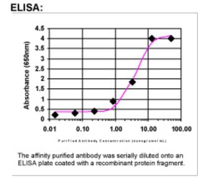 ELISA: AAMP Antibody [24430002]