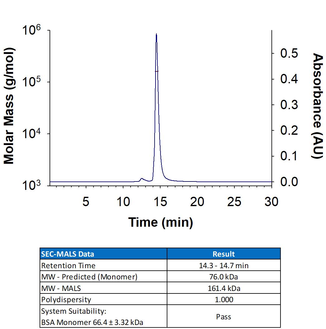 Recombinant Human TfR (Transferrin R) Protein (Catalog # 2474-TR) has a molecular weight (MW) of 153-169 kDa as analyzed by SEC-MALS, suggesting that this protein is a homodimer. MW may differ from predicted MW due to post-translational modifications (PTMs) present (i.e. Glycosylation).