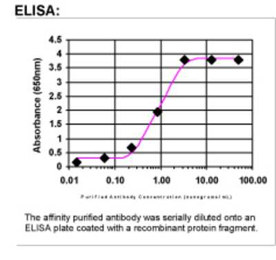 ELISA: WRN Antibody [25480002]