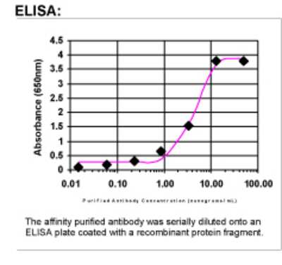 ELISA: CDNF Antibody [26150002]