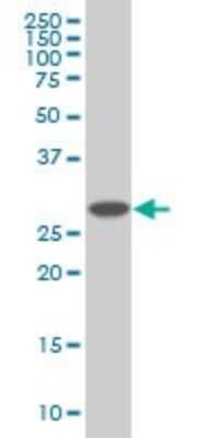 Western Blot: 26S proteasome subunit 9 Antibody (3A4) [H00005715-M01] - PSMD9 monoclonal antibody (M01), clone 3A4 Analysis of PSMD9 expression in HepG2.