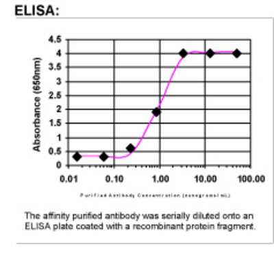 ELISA: Ribophorin II Antibody [27500002]