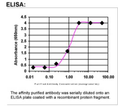 ELISA: SKI Antibody [27550002]