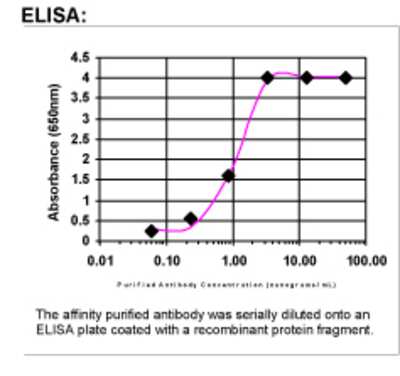 ELISA: CYB561 Antibody [28750002]