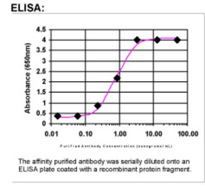 ELISA: PPM1D Antibody [28930002]