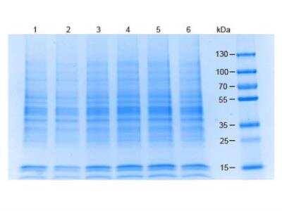 SDS-Page: 293 Whole Cell Lysate [NB800-PC6] - Coommassie stained SDS-PAGE of 20 ug of (1) Hela WCL, (2) Jurkat WCL, (3) HEK 293 WCL, (4) MCF-7 WCL, (5) A 549 WCL, (6) Raji WCL separated using a 4-20% gradient gel under reducing conditions. Molecular weight standards are shown.