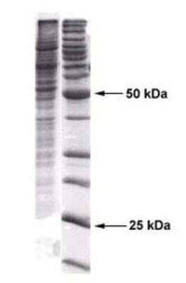 Western Blot: 293 Whole Cell Lysate [NB800-PC6] - Lane 1: Coomassie stain of 0.02 ml 293 extract (NB 800-PC6), separated in a 4-20% gradient gel under reducing conditions. Lane 2: Molecular weight standard.