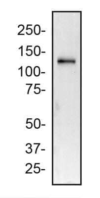 Total protein from SpCas9-T2A peptide transfected HeLa cells was separated on a 7.5% gel by SDS-PAGE, transferred to PVDF membrane and blocked in 5% non-fat milk in TBST. The membrane was probed with 1.0 ug/ml anti-T2A in 5% non-fat milk in TBST and detected with an anti-mouse HRP secondary antibody using chemiluminescence. Image from the standard format of this antibody.