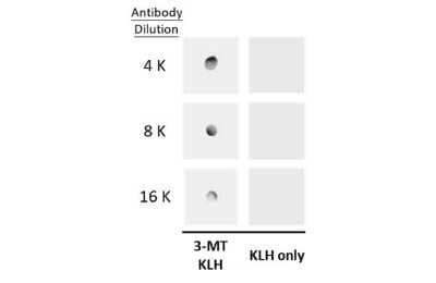 Dot Blot: 3-Methoxytyramine Antibody [NBP3-13405] - Dot blot analysis of 100 ng KLH-conjugated 3-methoxytyramine/3-MT, using 3-methoxytyramine/3-MT antibody (NBP3-13405) at 1:4000, 1:8000, and 1:16000.