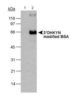 Western Blot: 3-OHKYN Antibody (P3UI) - Azide and BSA Free [NBP2-80548] - Detection of 3'OHKYN in modified BSA using NB 100-597. 10 second ECL exposure. Lane 1: BSA (-) Lane 2: BSA (+). Image from the standard format of this antibody.