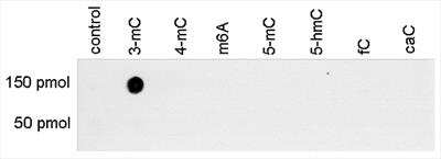 Dot Blot: 3-methylcytosine (3-mC) Antibody [NBP2-62790] - Analysis was performed using synthetic oligonucleotides containing different modified bases to demonstrate the specificity of the antibody against 3-mC. This figure shows a high specificity of the antibody for the oligonucleotide with the 3-methylcytosine modification.