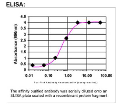 ELISA: Reelin Antibody [32540002]