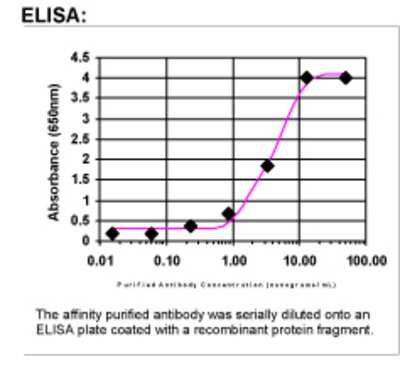 ELISA: Aldolase C Antibody [32910002] - Affinity Purified