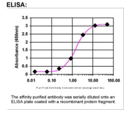 ELISA: E-Cadherin  Antibody [33810002]