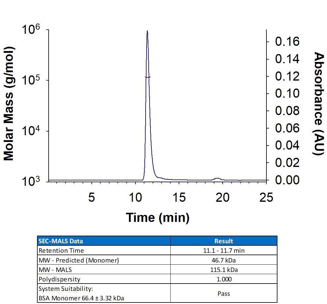 Recombinant Human OX40 Fc Chimera Protein (Catalog # 3388-OX) has a molecular weight (MW) of 109-121 kDa as analyzed by SEC-MALS, suggesting that this protein is a homodimer. MW may differ from predicted MW due to post-translational modifications (PTMs) present (i.e. Glycosylation).