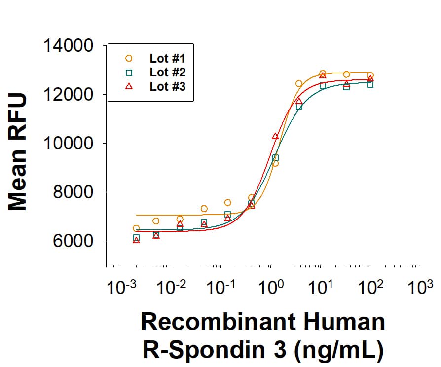 The lot-to-lot consistency of Recombinant Human R-Spondin 3 (Catalog # 3500-RS/CF) was assessed by testing the ability of three independent lots of the protein to stimulate activation of beta-Catenin using a TOPflash beta-Catenin/TCF reporter assay in the HEK293T human kidney cell line, in the presence of 5 ng/mL Recombinant Mouse Wnt-3a (1324-WN/CF). Each trace on the graph represents data obtained from Recombinant Human R-Spondin 3 from a different manufacturing run. The ED50 for this effect is 0.500-2.00 ng/mL in the presence of 5 ng/mL Recombinant Mouse Wnt-3a.