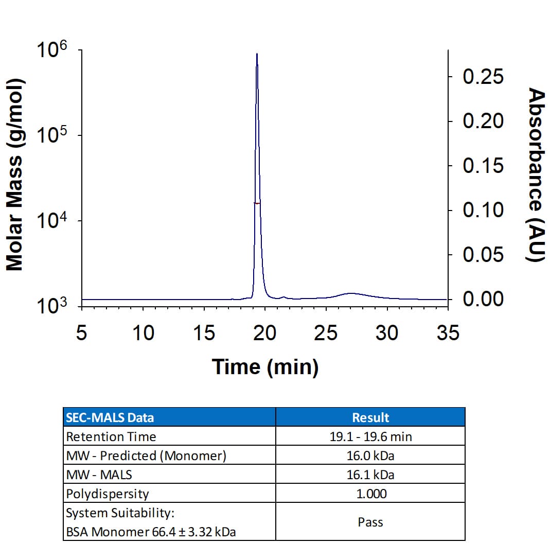 Recombinant Human Leptin/OB Protein (Catalog # 398-LP) has a molecular weight (MW) of 15-17 kDa as analyzed by SEC-MALS, suggesting that this protein is a monomer. 