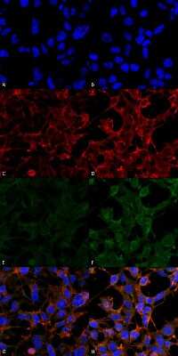 Immunocytochemistry/Immunofluorescence: 4-Hydroxynonenal Antibody (12F7) [NBP2-59353] - Immunocytochemistry/Immunofluorescence analysis using Mouse Anti-4-Hydroxynonenal Monoclonal Antibody, Clone 12F7 (NBP2-59353). Tissue: Embryonic kidney epithelial cell line (HEK293). Species: Human. Fixation: 5% Formaldehyde for 5 min. Primary Antibody: Mouse Anti-4-Hydroxynonenal Monoclonal Antibody (NBP2-59353) at 1:50 for 30-60 min at RT. Secondary Antibody: Goat Anti-Mouse Alexa Fluor 488 at 1:1500 for 30-60 min at RT. Counterstain: Phalloidin Alexa Fluor 633 F-Actin stain; DAPI (blue) nuclear stain at 1:250, 1:50000 for 30-60 min at RT. Magnification: 20X (2X Zoom). (A,C,E,G) - Untreated. (B,D,F,H) - Cells cultured overnight with 50 M H2O2. (A,B) DAPI (blue) nuclear stain. (C,D) Phalloidin Alexa Fluor 633 F-Actin stain. (E,F) 4-Hydroxynonenal Antibody. (G,H) Composite. Courtesy of: Dr. Robert Burke, University of Victoria.