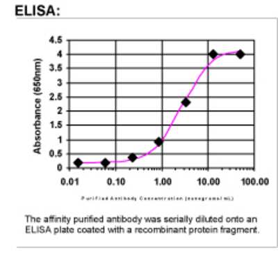 ELISA: BRCA1 Antibody [40910002]
